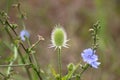 Wild teasel seeds and common trefoil closeup view wit blurry background Royalty Free Stock Photo