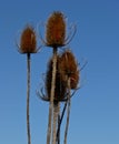 Wild Teasel