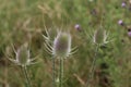 wild teasel thistle or or fullers teasel & x28;Dipsacus fullonum Royalty Free Stock Photo