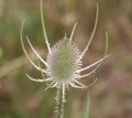 wild teasel thistle or or fullers teasel & x28;Dipsacus fullonum Royalty Free Stock Photo