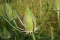 wild teasel Royalty Free Stock Photo