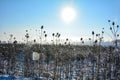 Wild teasel  in winter with snow , sun and  lens flares Royalty Free Stock Photo