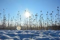 Wild teasel  in winter with snow at sunrise with lens flares Royalty Free Stock Photo