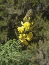 Wild Tenerife flower.