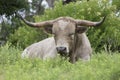 Wild Texas Longhorn bull resting in prairie grass Royalty Free Stock Photo