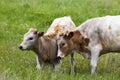 Texas Longhorn Heifer and Calf in the Wichita Mountains Wildlife Refuge, Oklahoma Royalty Free Stock Photo