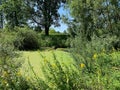 wild thickets, greenery around the pond, water in the pond covered with duckweed, trees and bushes around the pond Royalty Free Stock Photo