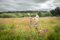 Wild Thisle Flowers on Woodland Background Royalty Free Stock Photo