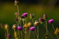 Wild Thistle Royalty Free Stock Photo