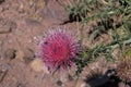 Wild Thistle blooms in the desert southwest. Royalty Free Stock Photo
