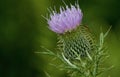 A wild thistle blooms in a field. Royalty Free Stock Photo