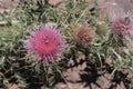 Wild Thistle close-up photo in New Mexico. Royalty Free Stock Photo