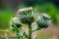 Wild thistle flower buds