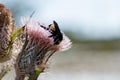 Wild Thistle Flower With Bumblebee On Top.