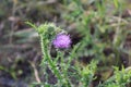 Wild Thistle flower in the field in summer Royalty Free Stock Photo