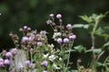 Wild thistle flowers growing in a meadow Royalty Free Stock Photo