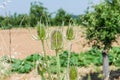 Wild thistle in planted field