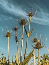 Wild thistle plants growing outside from low angle during day