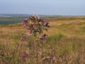 Wild thistles grow in Yorkshire moorland countryside landscape Royalty Free Stock Photo