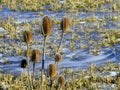 Wild thistles and iced waves in background