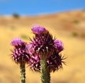 Wild thistles onopordum carduelium in full bloom Royalty Free Stock Photo