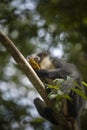 A wild Thomas`s langur, primate, eats a piece of pineapple in Sumatra jungle