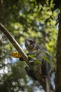 A wild Thomas`s langur, primate, eats a piece of pineapple in Sumatra jungle