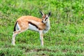 Wild Thompson`s gazelle Eudorcas thomsonii