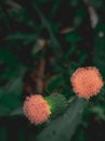 Wild thorn grass flowers on a sketchy background