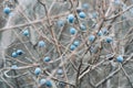 Wild thorns on bare branches in late autumn. Prunus spinosa Royalty Free Stock Photo