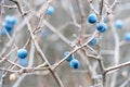 Wild thorns on bare branches in late autumn. Prunus spinosa Royalty Free Stock Photo