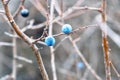 Wild thorns on bare branches in late autumn. Prunus spinosa Royalty Free Stock Photo