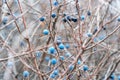 Wild thorns on bare branches in late autumn. Prunus spinosa Royalty Free Stock Photo