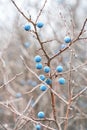 Wild thorns on bare branches in late autumn. Prunus spinosa Royalty Free Stock Photo