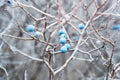 Wild thorns on bare branches in late autumn. Prunus spinosa Royalty Free Stock Photo