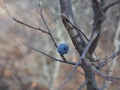 Wild thorns on bare branches in late autumn. Prunus spinosa. Soft focus. Selective focus Royalty Free Stock Photo