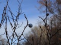 Wild thorns on bare branches in late autumn. Prunus spinosa. Soft focus. Selective focus Royalty Free Stock Photo