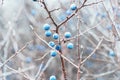 Wild thorns on bare branches in late autumn. Prunus spinosa Royalty Free Stock Photo