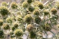 Wild thorns in the field. close-up, macro photo. Royalty Free Stock Photo