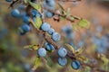 Wild thorny bush blackthorn, bright tart-sweet blue delicious wild berries, natural outdoor landscape. Royalty Free Stock Photo