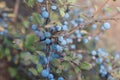 Wild thorny bush blackthorn, bright tart-sweet blue delicious wild berries, natural outdoor landscape Royalty Free Stock Photo