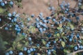 Wild thorny bush blackthorn, bright tart-sweet blue delicious wild berries, natural outdoor landscape Royalty Free Stock Photo