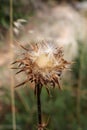 Wild thorny plant, in flowering Royalty Free Stock Photo