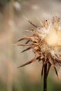 Wild thorny plant, in flowering Royalty Free Stock Photo