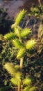 Wild Thorny Plant picture herbal