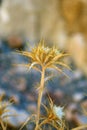 Wild thorny plants from below Royalty Free Stock Photo