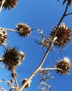 Wild thorny plants from below Royalty Free Stock Photo