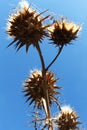 Wild thorny plants from below Royalty Free Stock Photo