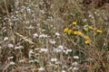 Wild thorny plants and flowers Royalty Free Stock Photo