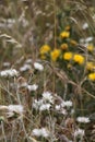 Wild thorny plants and flowers Royalty Free Stock Photo